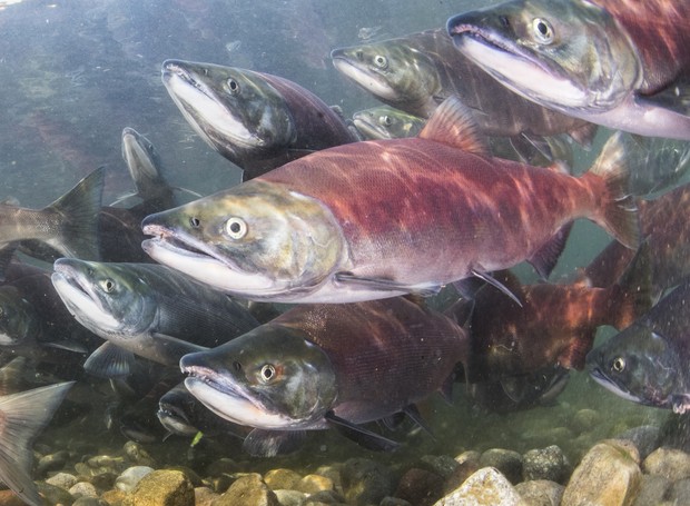 Red salmon (sockeye) in Kamchatka, Russia (Foto: Getty Images)