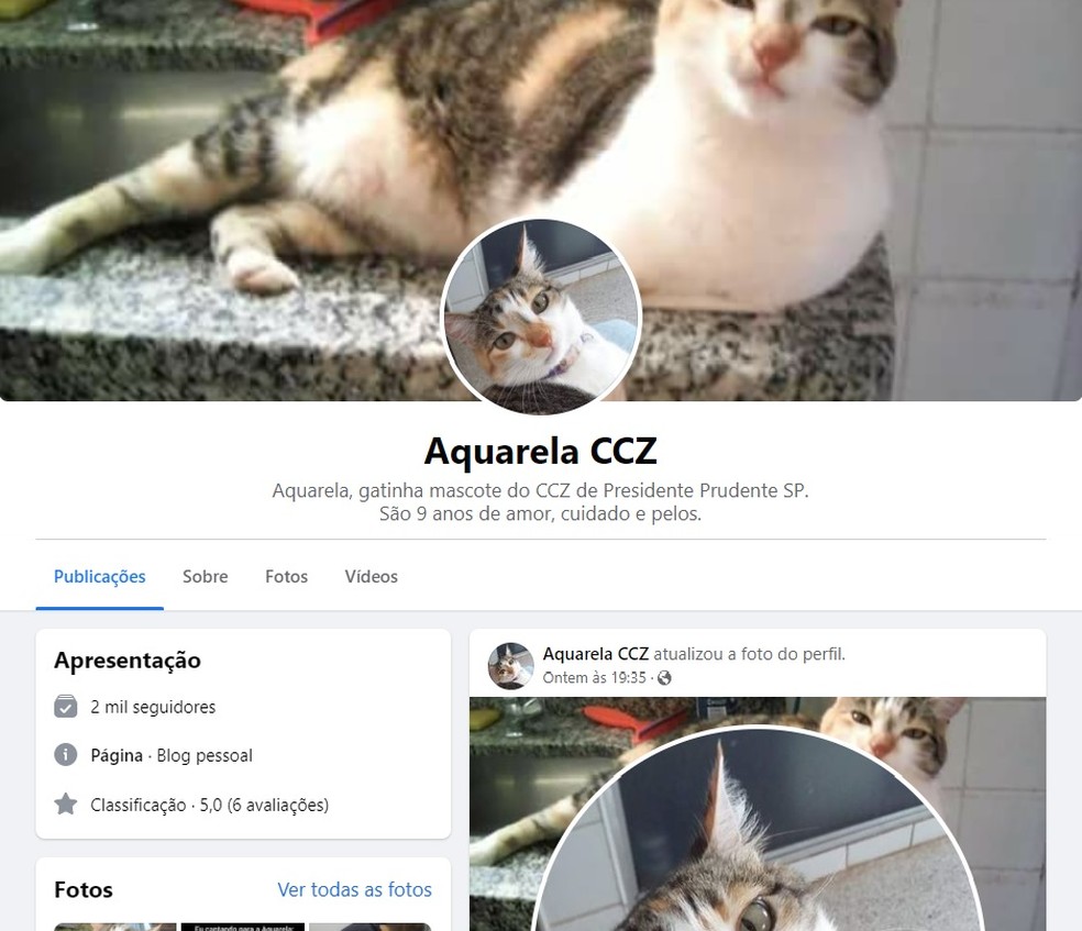 Gatinha Aquarela virou mascote do CCZ e ganhou perfil nas redes sociais  — Foto: Reprodução 