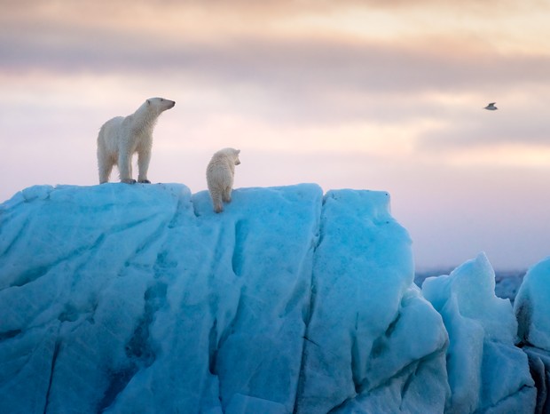Além de contar a vida da pequena ursa, o documentário aborda temas importantes, como mudanças climáticas (Foto: Disney+)