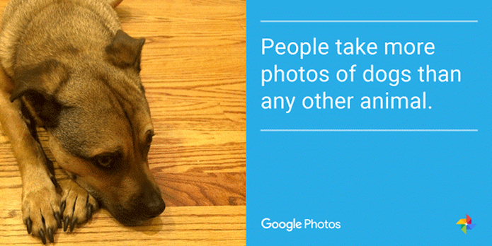 Cães fazem muito sucesso no Google Photos (Foto: Divulgação/Google) 
