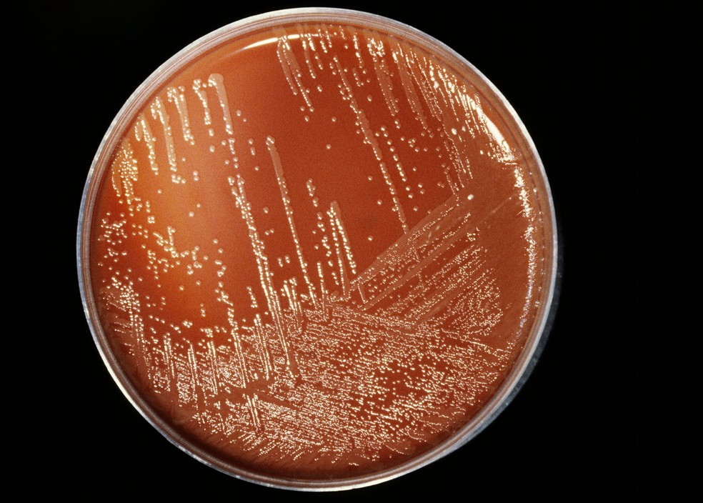 Bactéria da meningite — Foto: CNRI/CNX/Science Photo Library/Arquivo AFP
