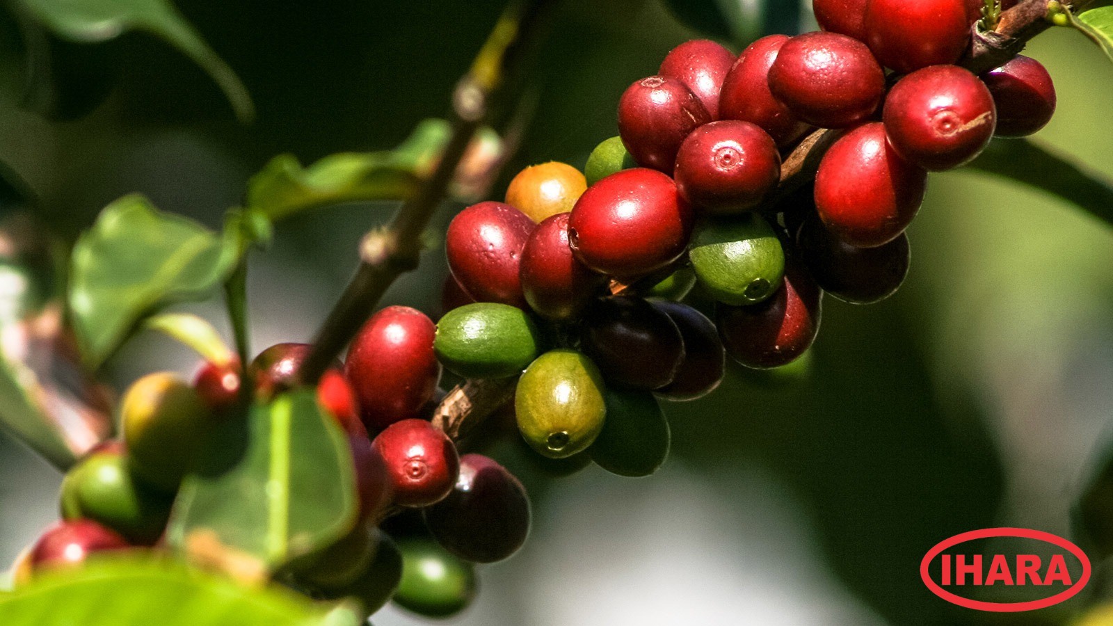 Fungicida da Ihara aplicado por drone é eficaz contra a ferrugem do café 