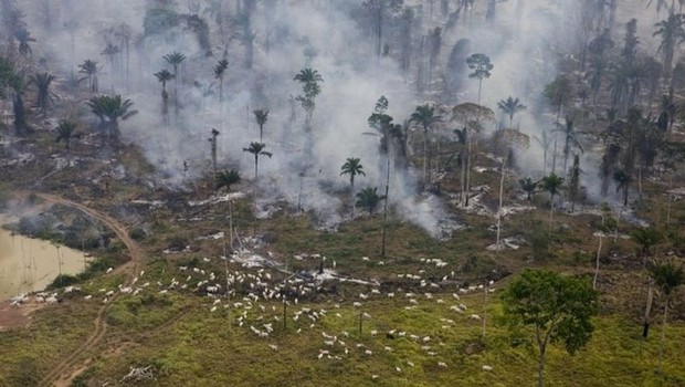 Gado na Amazônia em chamas, no estado do Pará (Foto: Greepeace Photo/Daniel Beltra via BBC News Brasil)