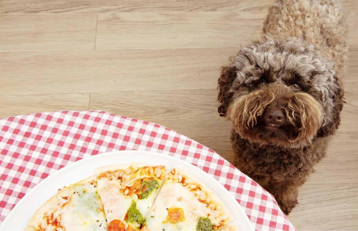 Receitas de pizza para pet permitem que cães e gatos aproveitem o Dia da Pizza  (Foto: Canva / Creative Commoms)