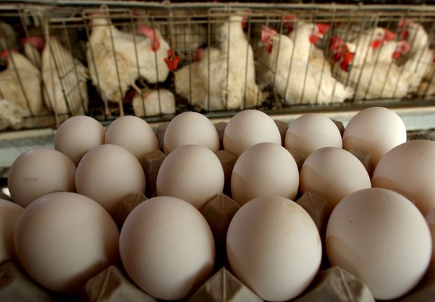 ovos ; galinhas ; animais ; gaiolas ; (Foto: David Silverman/Getty Images)
