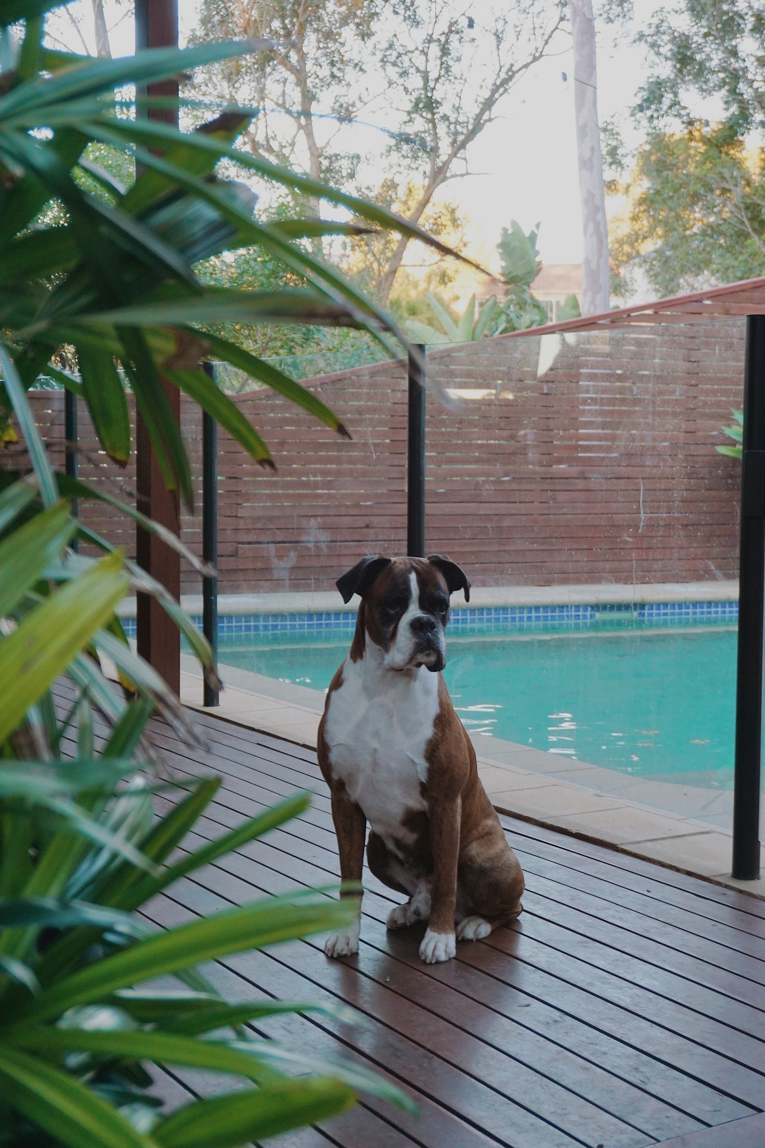 Para garantir a segurança dos pets, instalar uma cerca ou cobrir a piscina com uma lona são boas opções (Foto: Unsplash/ CreativeCommons)