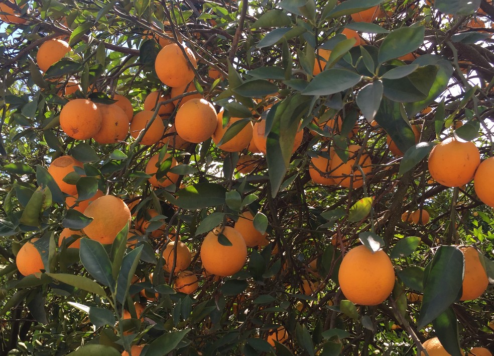 Casa Branca é o município que mais produziu laranja em 2017 — Foto: Fabiana Assis/G1