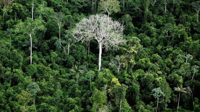 Floresta Amazônica, em foto de arquivo; Alemanha é a segunda maior contribuinte global para fundo de preservação desse bioma (Foto: GETTY IMAGES)
