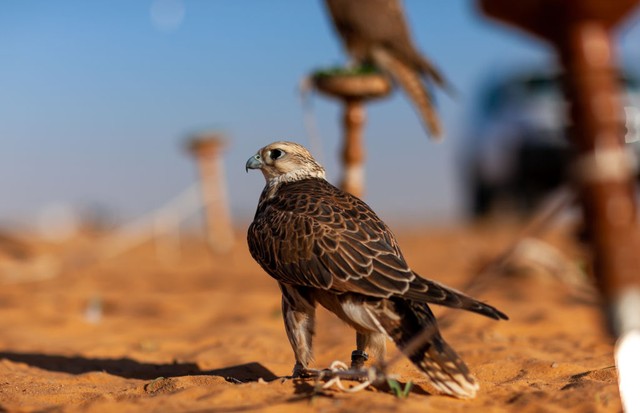 SAKAKA, SAUDI ARABIA - JANUARY 23: Falcons in the desert, Al-Jawf Province, Sakaka, Saudi Arabia on January 23, 2010 in Sakaka, Saudi Arabia. (Photo by Eric Lafforgue/Art In All Of Us/Corbis via Getty Images) (Foto: Corbis via Getty Images)