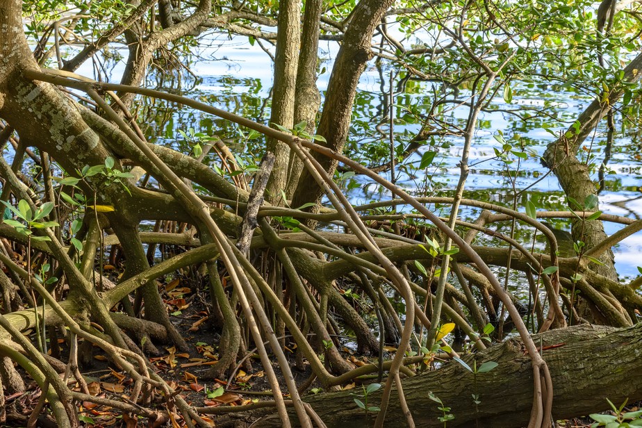 Rio completa dez anos sem perda de vegetação em manguezais, graças a trabalho de conservação