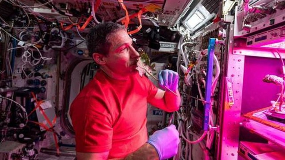 A Nasa vem cultivando alface na Estação Espacial Internacional em experimentos para fornecer alimentos frescos para os astronautas — Foto: NASA/ALAMY