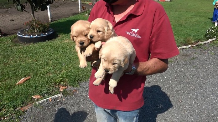 Com nascimento de 100 filhotes por ano, chácara cria cães da raça golden  retriever em Palmeira | Caminhos do Campo | G1