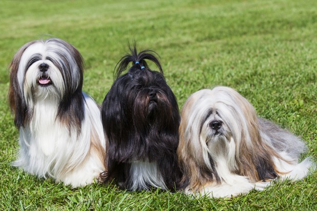 Portrait of three purebred Lhasa Apso  on green grass (Foto: Getty Images/iStockphoto)