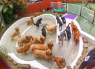 Donos deixam cães em 'BBB canino' (Fábio Tito/G1)