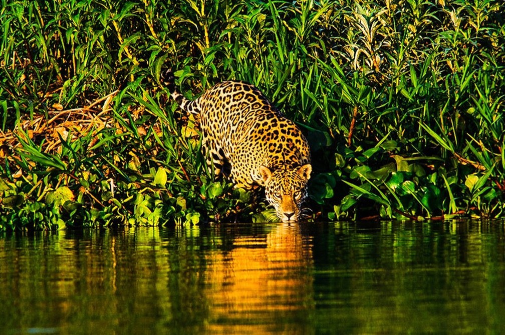 Dia do Pantanal: conheça 5 curiosidades sobre o maior berço da biodiversidade brasileira — Foto: REM/MT