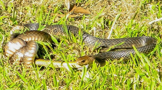 Cobra canibal? Flagra bizarro mostra serpente venenosa devorando