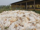 No AC, apagões causam morte de 12 mil frangos e prejuízo de R$ 134 mil
