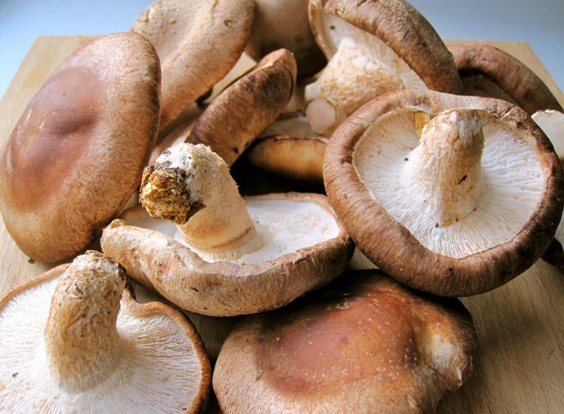 Cogumelo Shitake (Foto: Reprodução/ Boulevard Geneve)