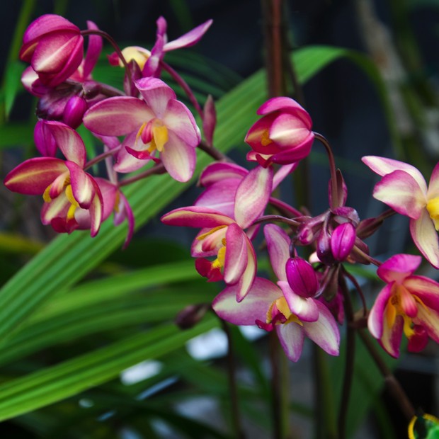 10 plantas com flores para trazer alegria para casa - Casa Vogue |  Paisagismo
