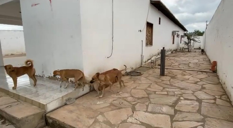 Animais estão agora em abrigo da Prefeitura de Jacobina do Piauí.  — Foto: Divulgação/Prefeitura de Jacobina do Piauí