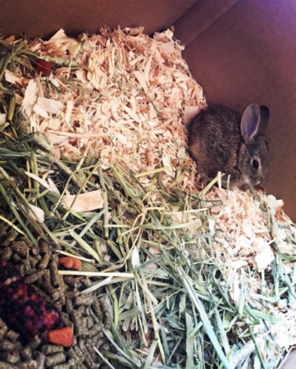 O coelho adotado por Paris Jackson (Foto: Instagram)