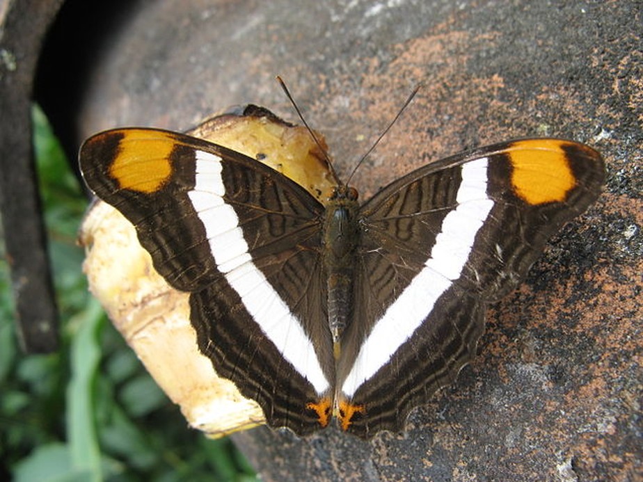 'Adelpha fessonia', espécie do mesmo gênero da borboleta encontrada no Legado das Águas, a maior reserva privada de Mata Atlântica do Brasil