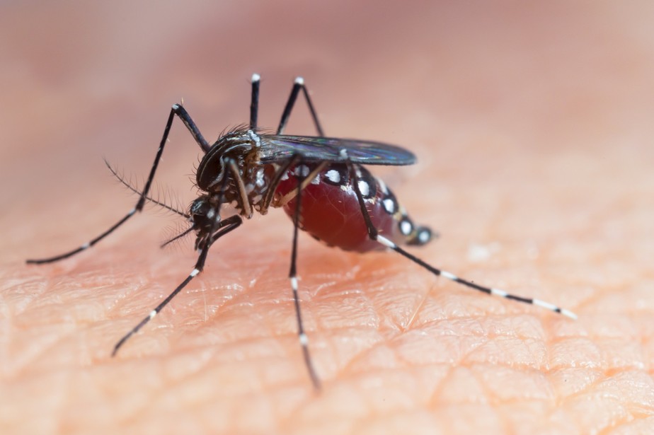 Combate à dengue: Florianópolis realiza ações para eliminar focos de mosquito
