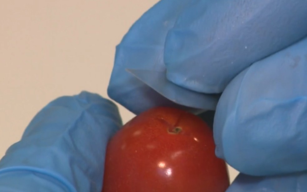 Uma placa do silício é colocada no pendúlo do tomate para absorver o material que será utilizado na análise — Foto: Luciano Machado/EPTV