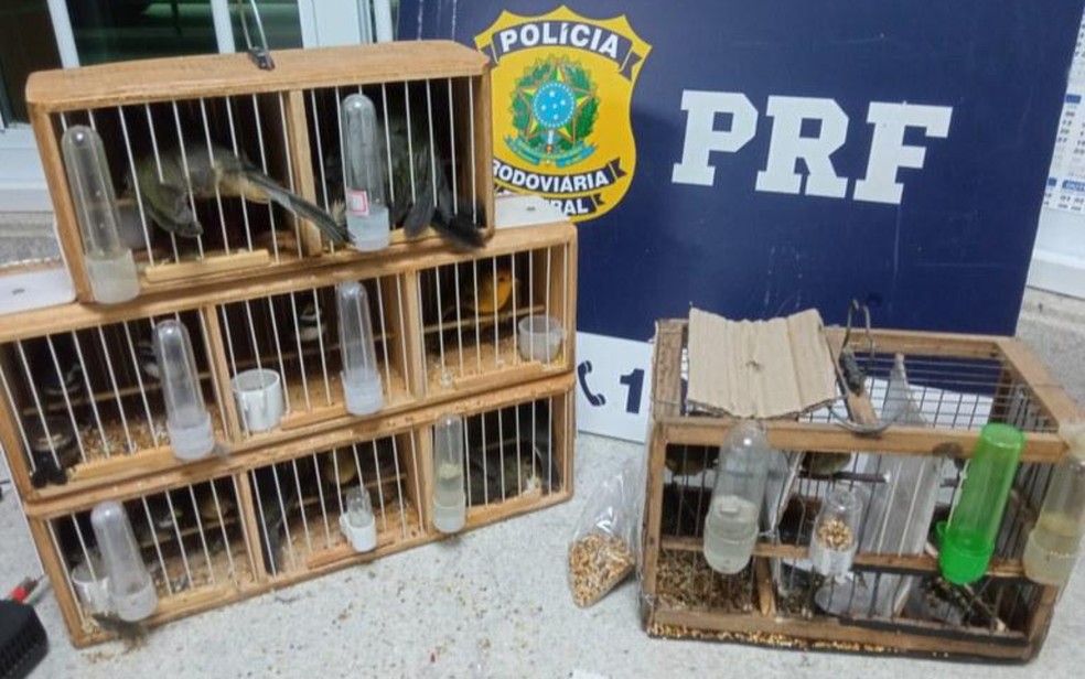 Aves silvestres s&atilde;o resgatadas durante fiscaliza&ccedil;&atilde;o em &ocirc;nibus interestadual no sudoeste da Bahia &mdash; Foto: Divulga&ccedil;&atilde;o/PRF
