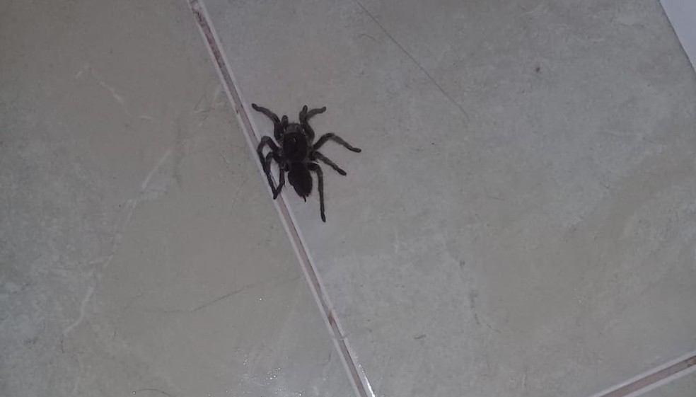 Acidentes com aranhas crescem em Presidente Prudente — Foto: Cris Shulman/Cedida