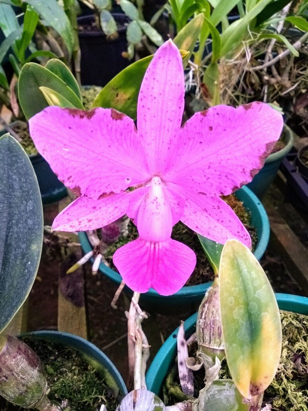 Mini orquídeas: cinco espécies que florescem no inverno para ter em casa (Foto: Divulgação)