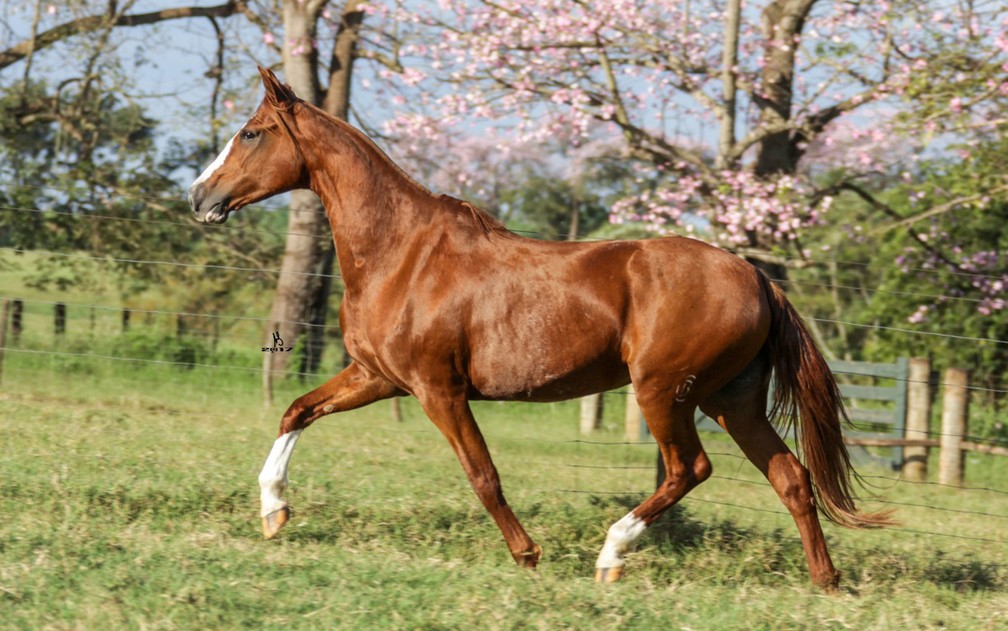 Cavalo da raça mangalarga criado em Pontal, SP — Foto: Divulgação/Fazenda Vassoural
