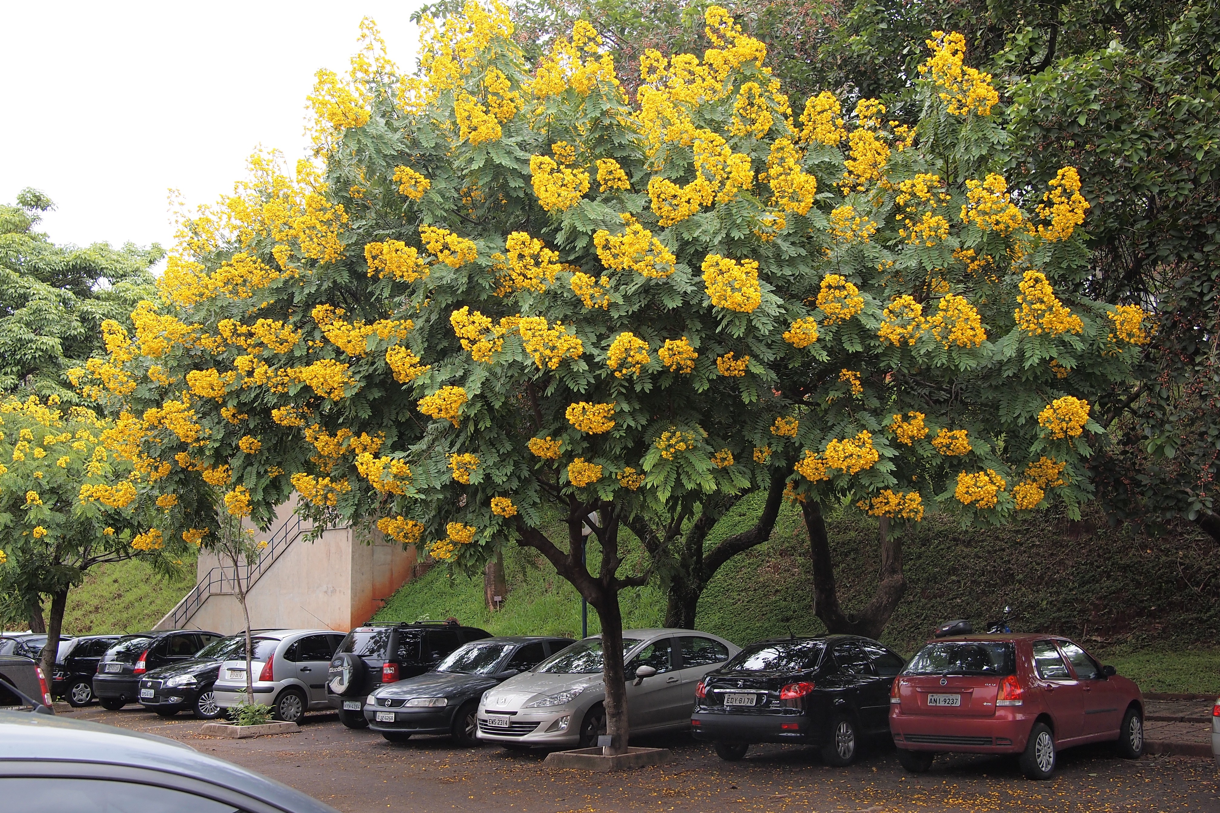 cassia-carnaval (Foto: Wikimedia Commons)