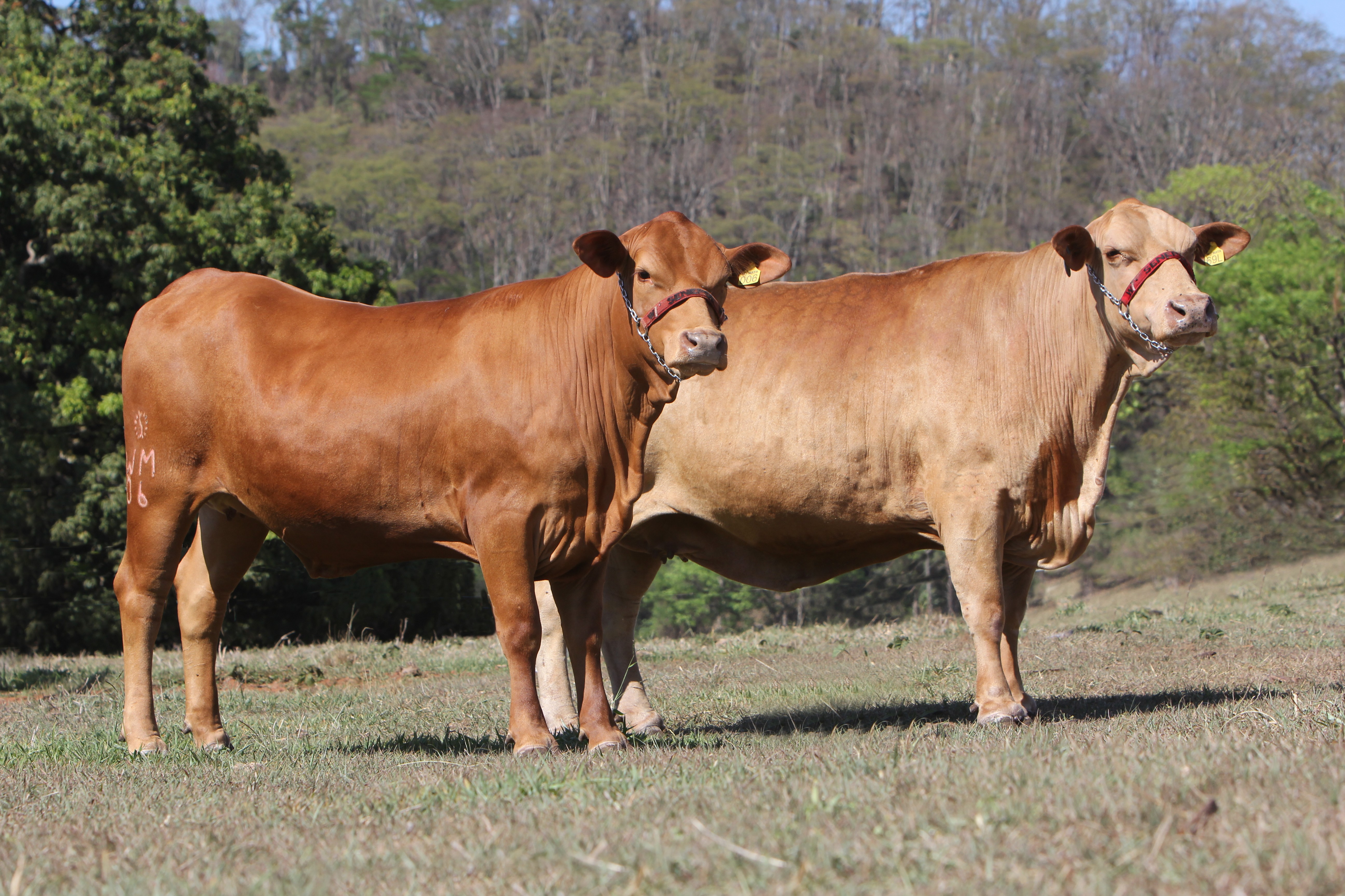 Vaca matriarca da raça Senepol (Foto: ABCB Senepol/Divulgação)