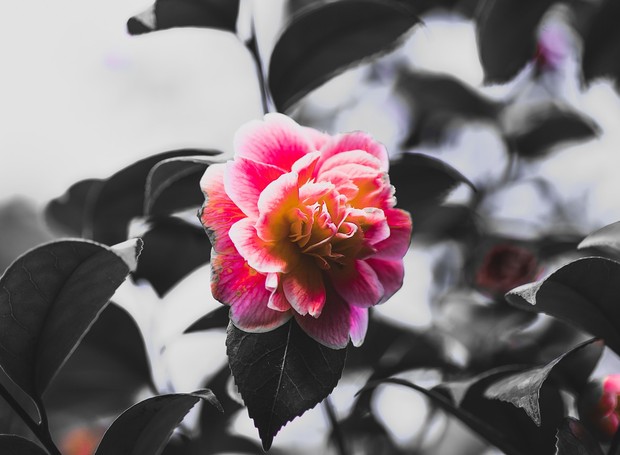 A flor da camélia apresenta dificuldade para se desenvolver em locais de clima muito quente e prefere temperaturas entre 10ºC e 20ºC (Foto: Pixabay / Divulgação)