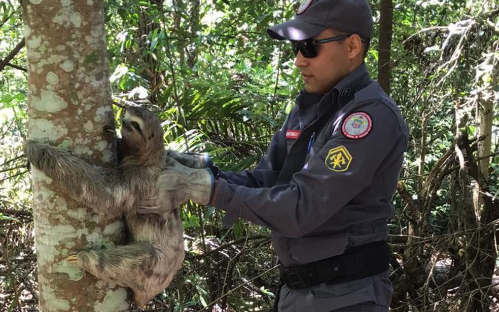 Bicho-preguiça foi resgatado por bombeiros — Foto: Divulgação/Corpo de Bombeiros