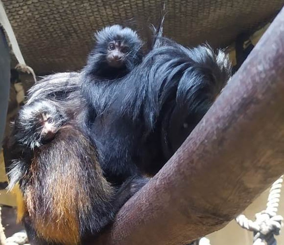Filhotes de mico-leão-preto nasceram no zoológico de SP em 16 de agosto — Foto: Ana Maria Macagnan/Zoo SP