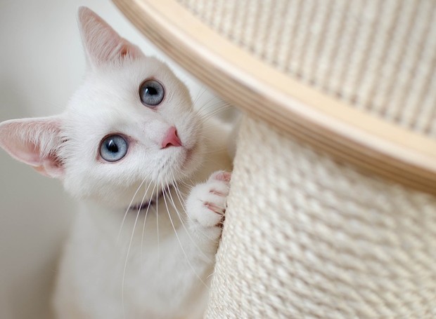 Prateleiras, cordas e tecidos para arranhar são itens que os gatos adoram para brincar  (Foto: Pixabay/Daga_Roszkowska/CreativeCommons)