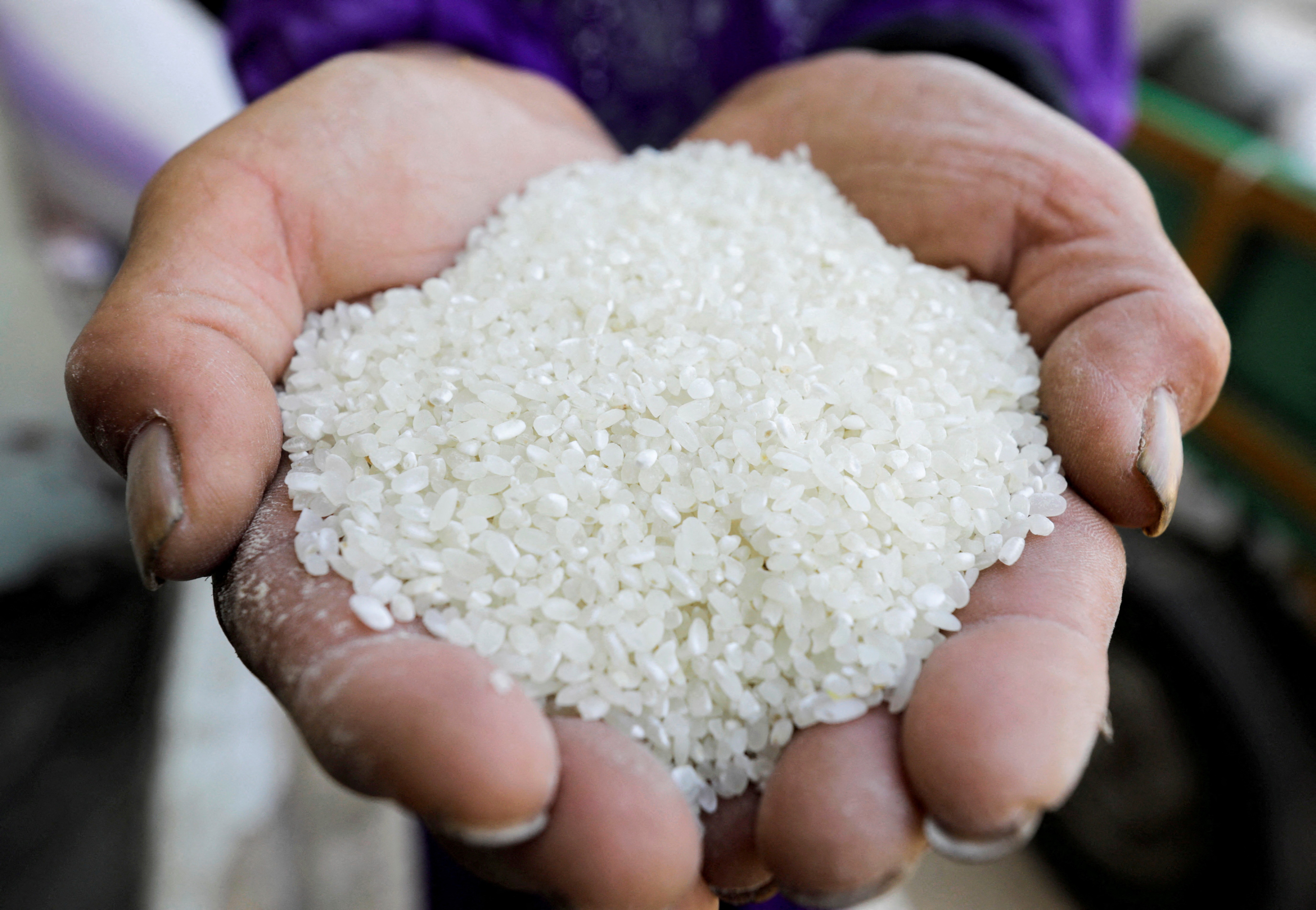 Grãos de arroz (Foto: REUTERS/Mohamed Abd El Ghany)