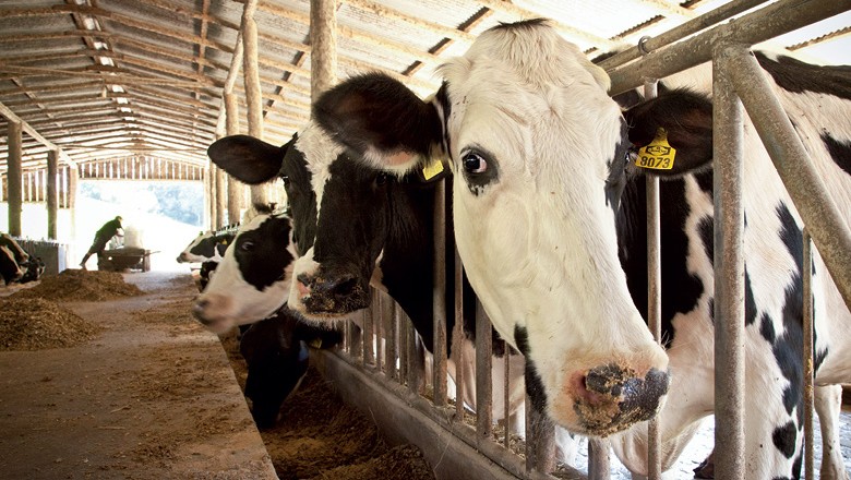 Vacas leiteiras comendo ração (Foto:  Marcelo Curia/Editora Globo)