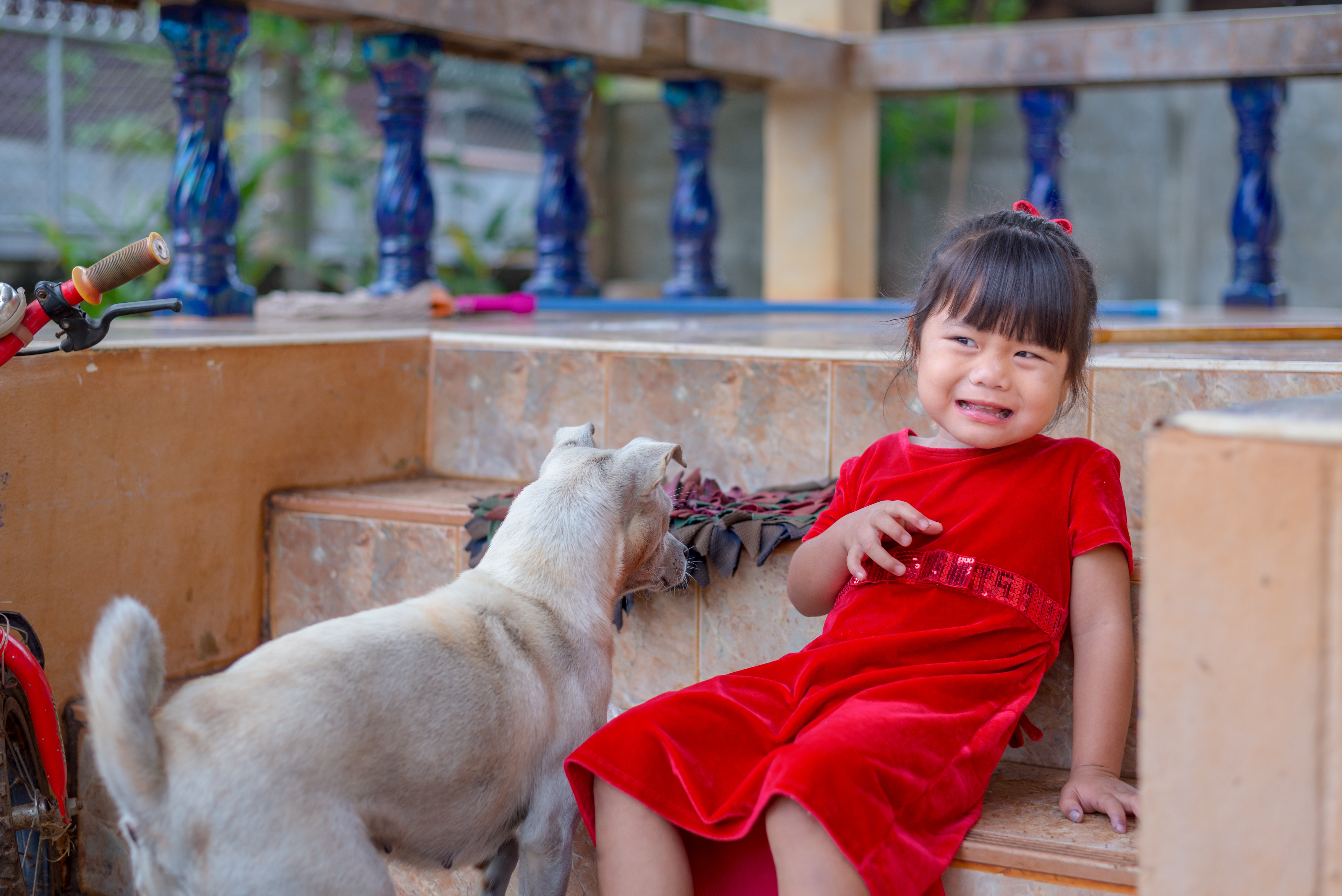 Medo de cachorro e outros pets (Foto: Getty Images)