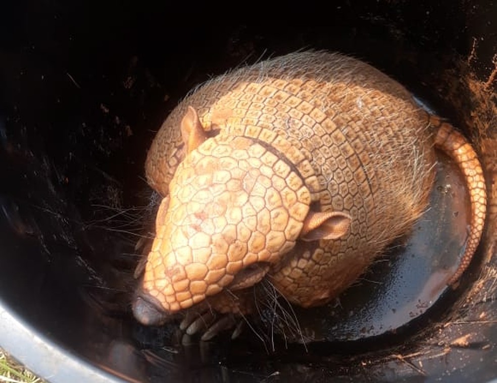 Tatu foi resgatado de buraco por populares no Centro de Dracena — Foto: Polícia Militar Ambiental 