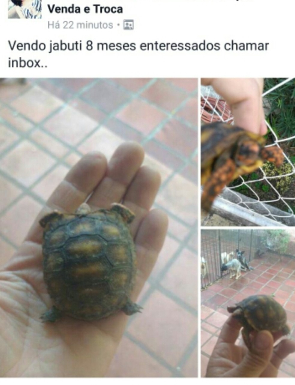 Jovem anunciou a venda do jabuti nas redes sociais e foi multada em Bauru (Foto: Polícia Ambiental / Divulgação )