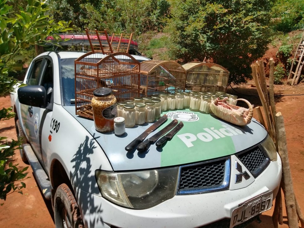 Polícia Ambiental apreende palmito-juçara, aves silvestres, drogas e arma em Cunha.  — Foto: Divulgação/ Polícia Militar Ambiental 