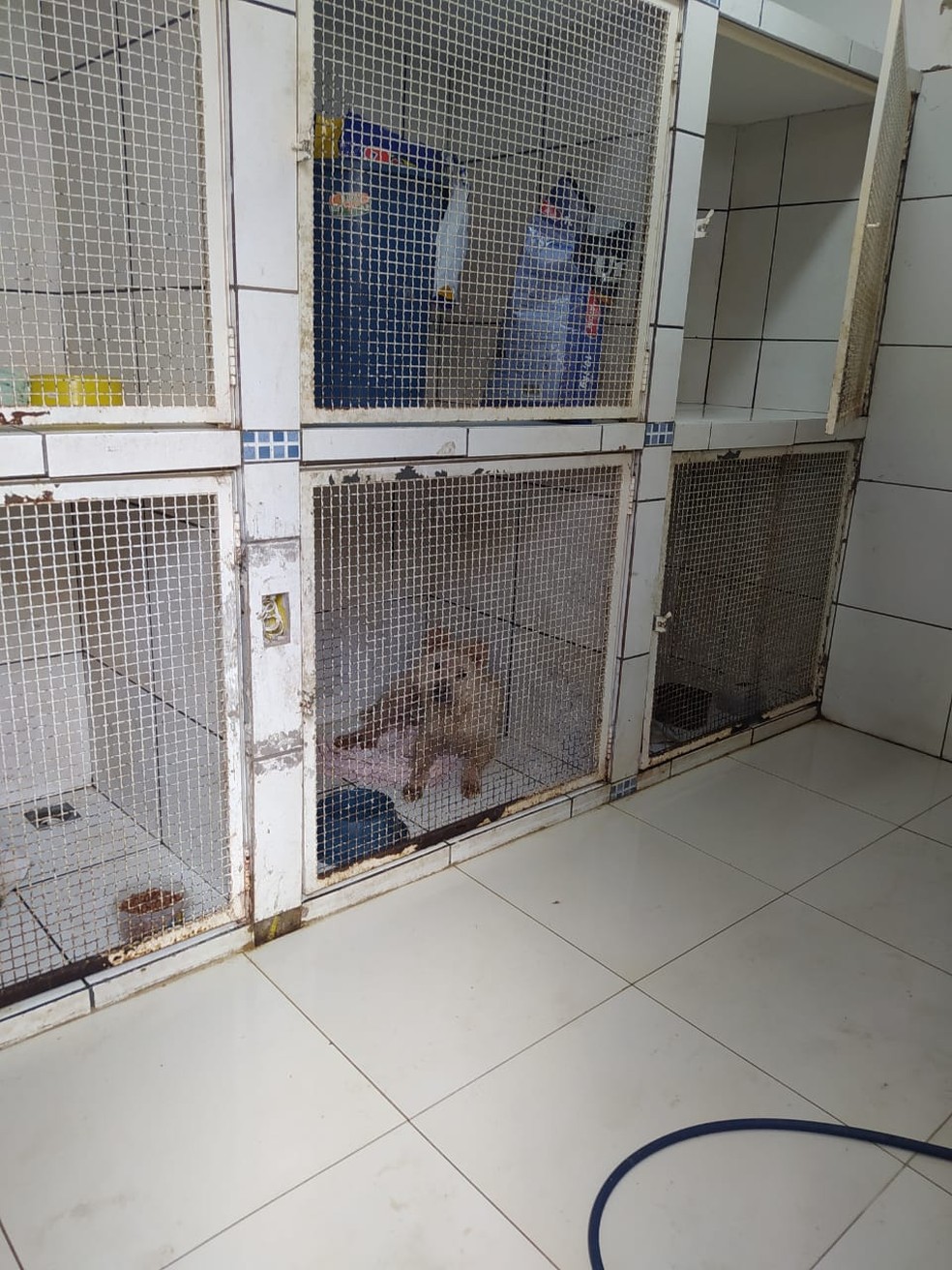 Cachorros estavam em ambiente impróprio, com muitas fezes e urina — Foto: Polícia Ambiental