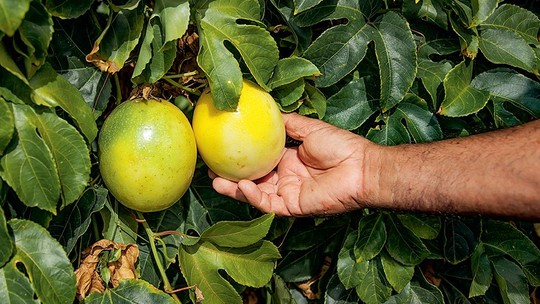 Embrapa lança curso online sobre produção orgânica de maracujá
