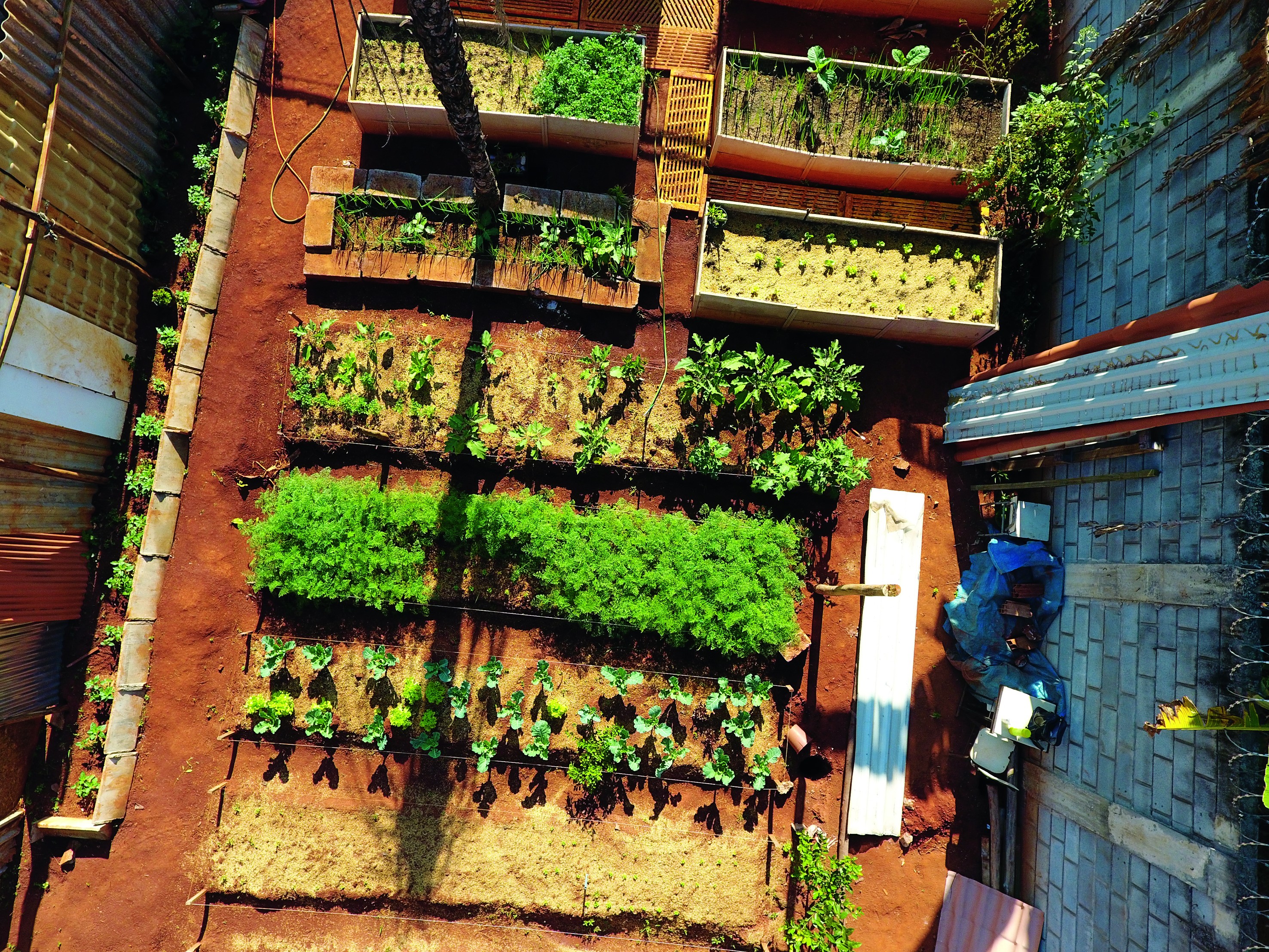 A horta urbana beneficia 38 catadores e suas famílias. (Foto: Divulgação )
