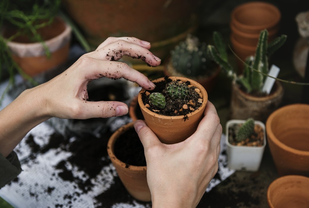 Colocar areia no vaso para absorver o l&iacute;quido da planta e evitar que o mosquito pouse contribui no combate ao Aedes aegypti &mdash; Foto: Pixabay/Divulga&ccedil;&atilde;o