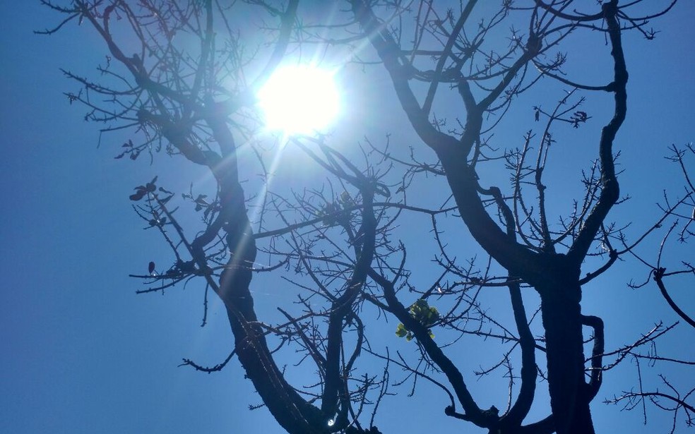 Sol entre galhos de árvore seca no DF — Foto: TV Globo/ Reprodução