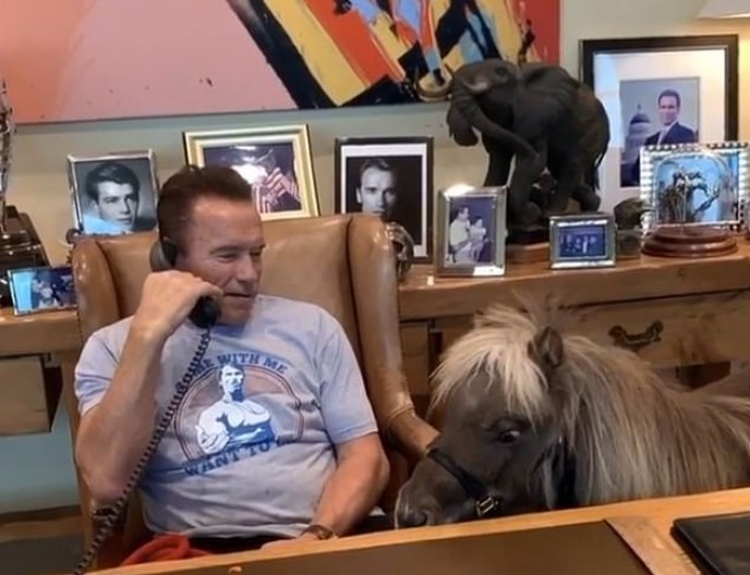 Arnold Schwarzenegger trabalhando em seu escritório na companhia de seu burro e seu pônei (Foto: Instagram)